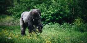 6 Day Luxury Primate Safari Uganda