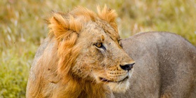 6 Day Best of Kenya Safari