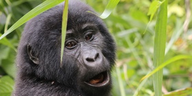4 Day Gorilla Tracking Safari