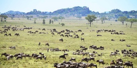 3 Day Masai Mara Safari